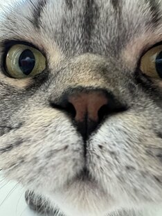 Домашние животные 😺