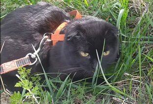 Жизнь кота Балу