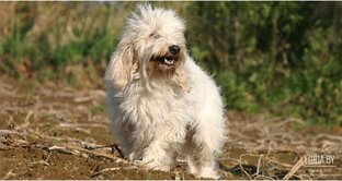 Редкие породы