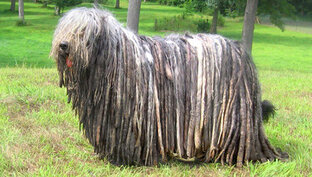 Редкие породы собак