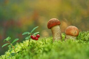 Грибы - Ягоды