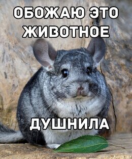 Любопытные факты, которые не сделают вас умнее