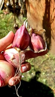 ЛУК И ЧЕСНОК