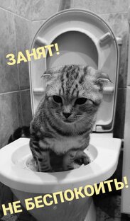 КАК НАУЧИТЬ КОТА ХОДИТЬ НА УНИТАЗ