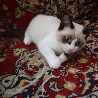 Мурчание котят