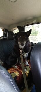 Сэмик, чудо пёс!