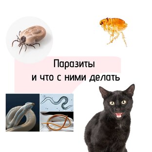 Убить паразита
