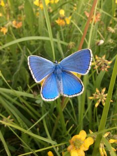 Флора и фауна