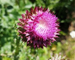 Дикорастущие растения