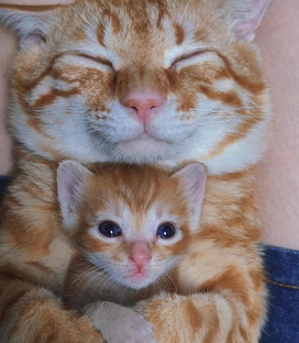 Видео с котиками