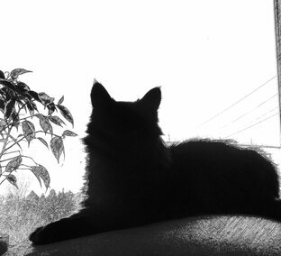 Люди и звери, вместе веселее)