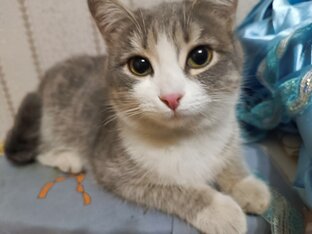 Статьи о кошках