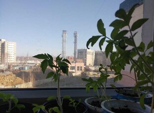 Полезные советы садоводам