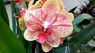 Обзоры из магазинов 