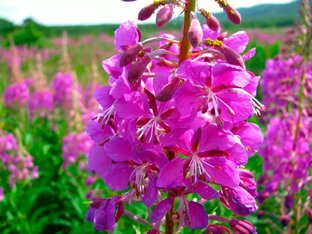 Медосбор 2023