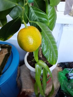 Все о цитрусах