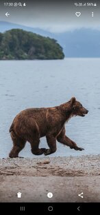 Животные Камчатки