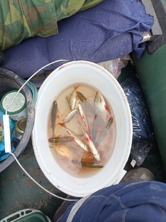 Утренняя зорька — самый уловистый отрезок времени при ловле краснопёрки.