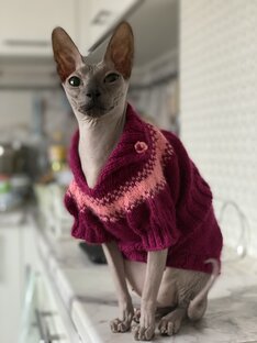 Эльфа или Эфа 🥰 - сфинкс 