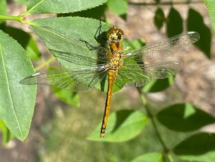 Обитатели Ботанического сада СПбГУ