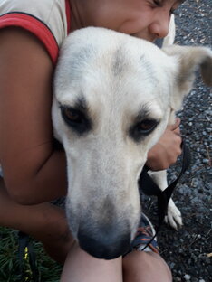 Джина тв гаф гаф