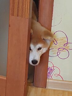 Просто сенай 