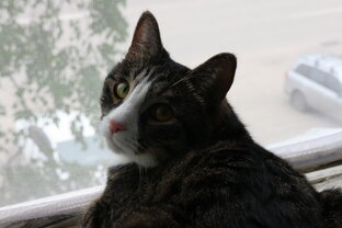 Короткие видео