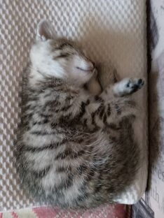 КОТЕНОК!