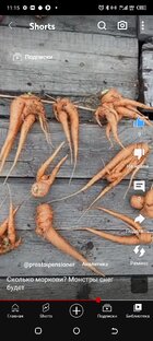 Огород и природа