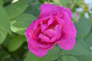 Развлечение