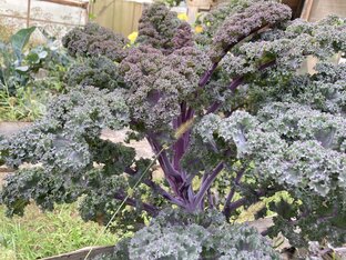 Ленивый огород - Лайфхаки