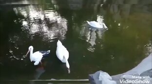 Парки г.Таганрога.