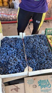 Виноград самогон Виноградная брага Ча Ча Граппа