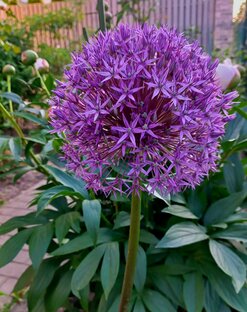 Декоративный лук 