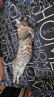 Забавные животные 🐶🐱🐢🦜🐁🐈