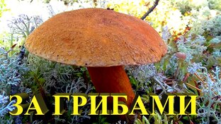 За грибами и ягодами.