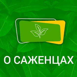 Наши саженцы