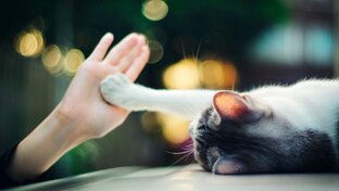 Котики