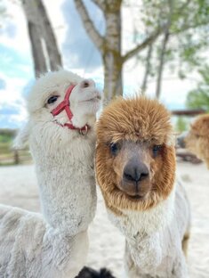 Экологический вестник