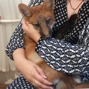 ДОМАШНИЕ ЛИСИЧКИ