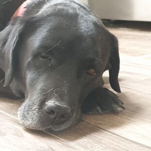 Старожилы Дома