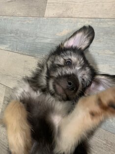 Ура! Они дома и их любят…