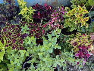 Обзор растений