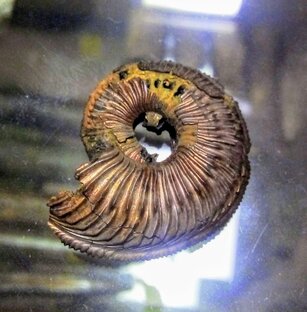 Палеонтология Подмосковья