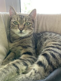 Ждут хозяев...