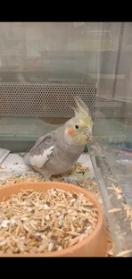 Птички 