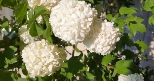 Цветы