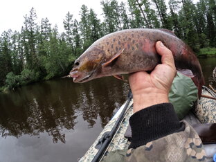 Летняя рыбалка на р. Ханда.