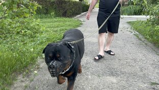 Ротвейлер на прогулке