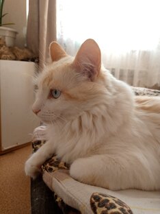 Мои коты и кошки. 